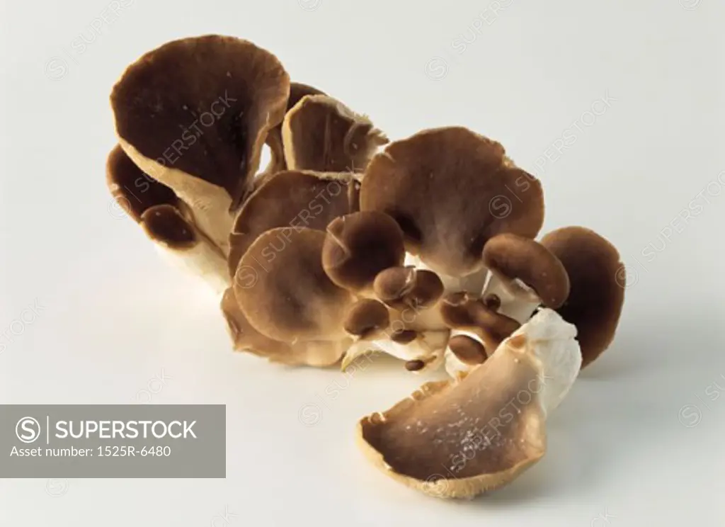 Close-up of Portobello mushrooms