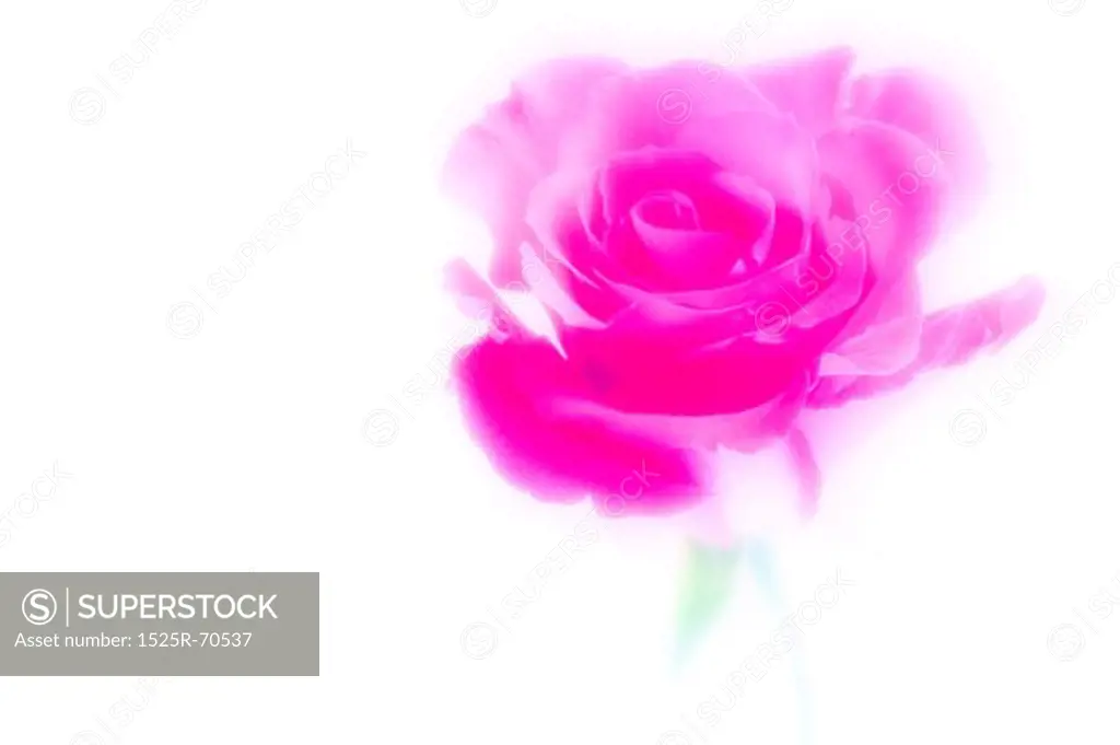 Glowing Pink Rose Blossom