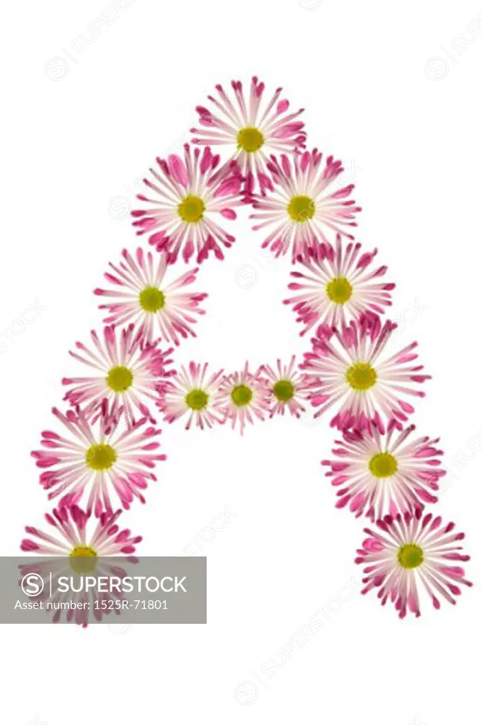 An A Made Of Pink And White Daisies