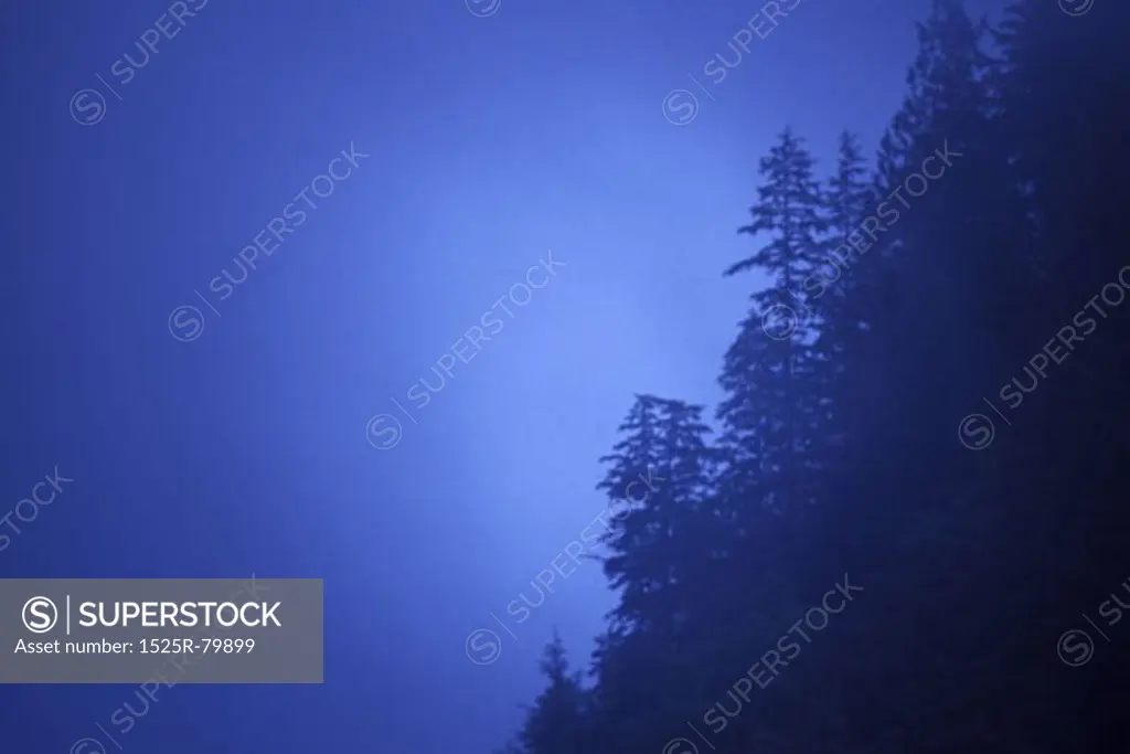 Silhouette of trees at dusk