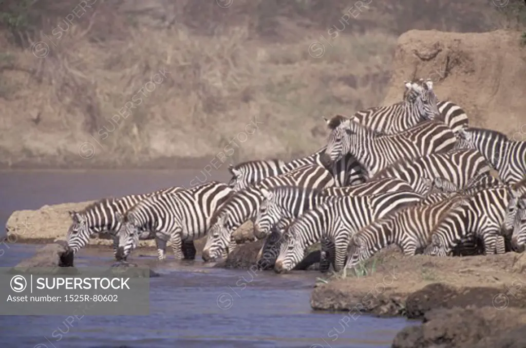 Herd of zebras drinking water at a river