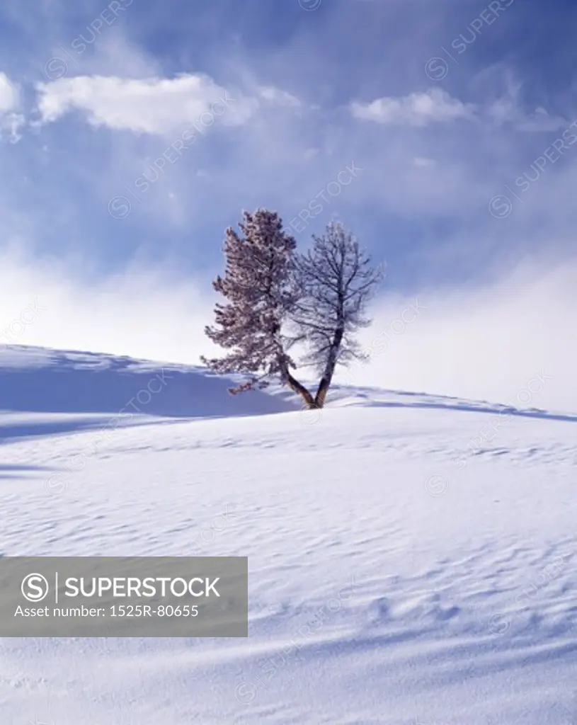 Tree on a polar landscape
