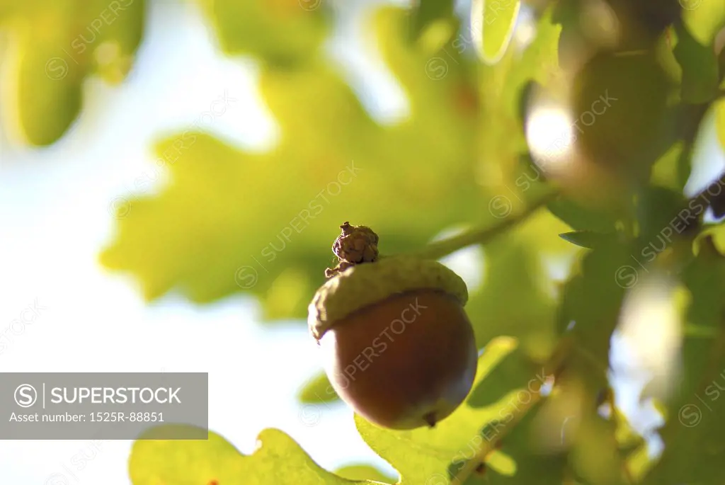 Close-up of an acorn on an oak tree