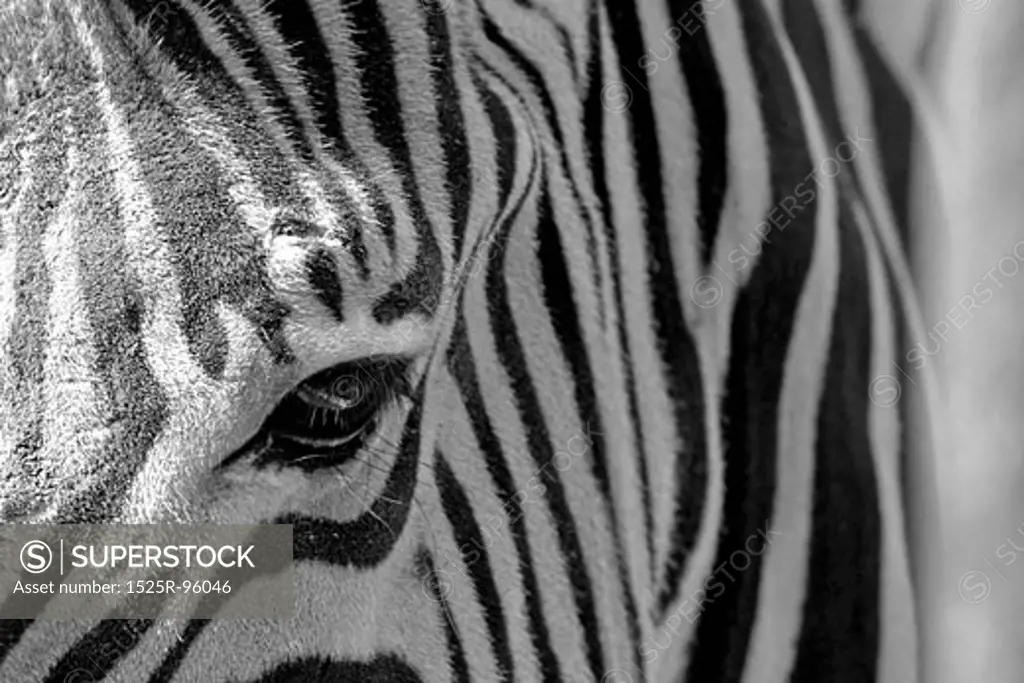 Zebra close up 