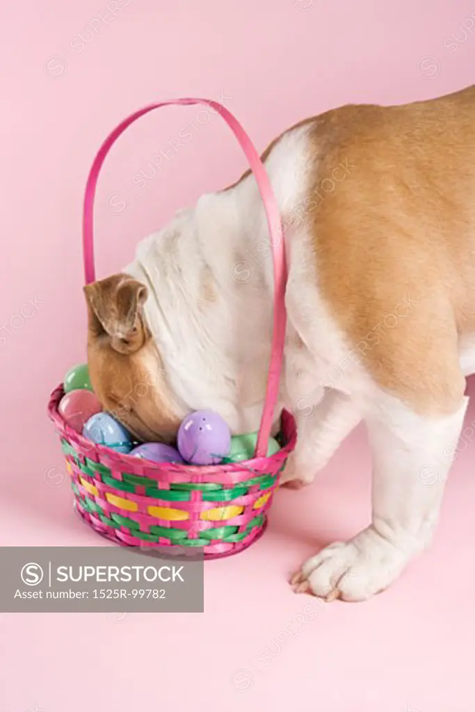 English Bulldog with face buried in Easter basket on pink background.