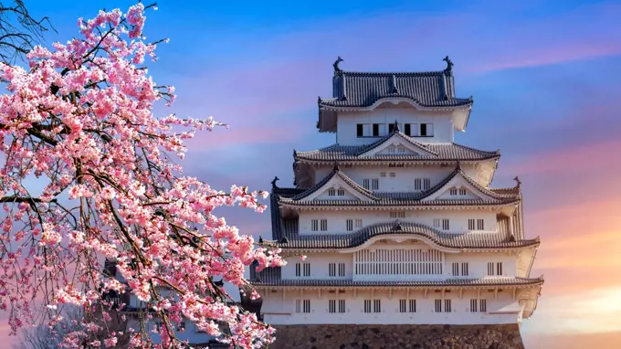 Cherry blossoms and castle in Himeji, Japan.