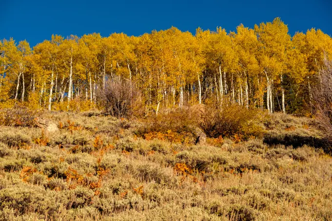 Aspen grove at autumn in Rocky Mountains. Aspen grove at autumn in Rocky Mountain National Park. Colorado, USA. 
