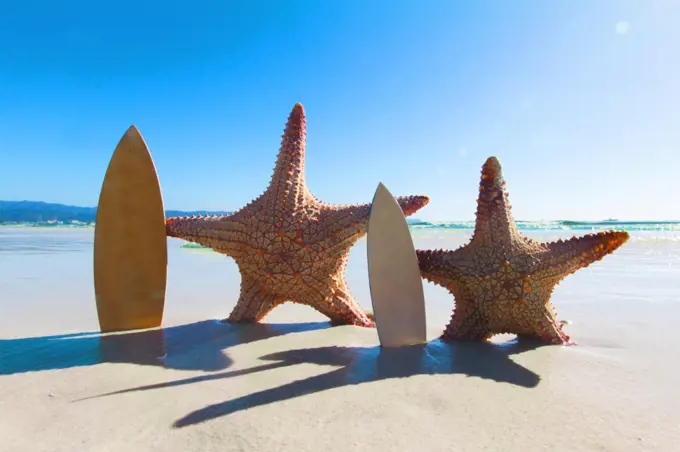 Starfish surfers on beach. Two Starfish surfers on beautiful tropical beach