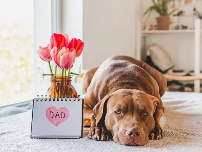 Charming, loveable brown puppy and notepad with the word DAD. Close-up, indoors. Congratulations for family, loved ones, friends and colleagues. Pets care concept. Charming puppy and notepad with the word DAD