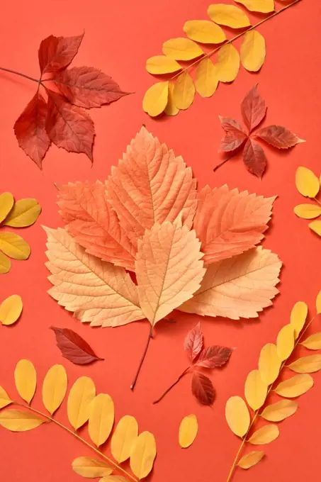 Greeting postcard handmade from colorful foliage on a coral background with soft shadows. Flat lay.. Multicolored composition from autumn leaves on a coral background.