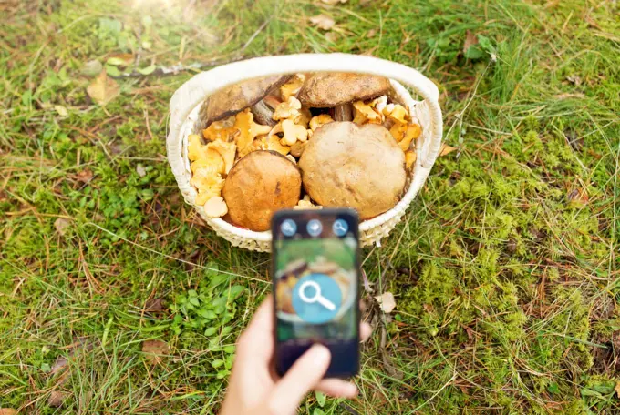 technology, nature and picking season concept - close up of hand with mushrooms in basket on smartphone screen using search application in autumn forest. hand with mushrooms using search app on smartphone
