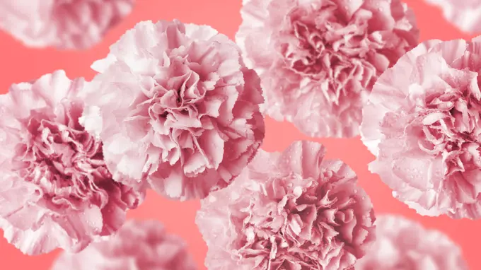 Carnation flowers on coral color background