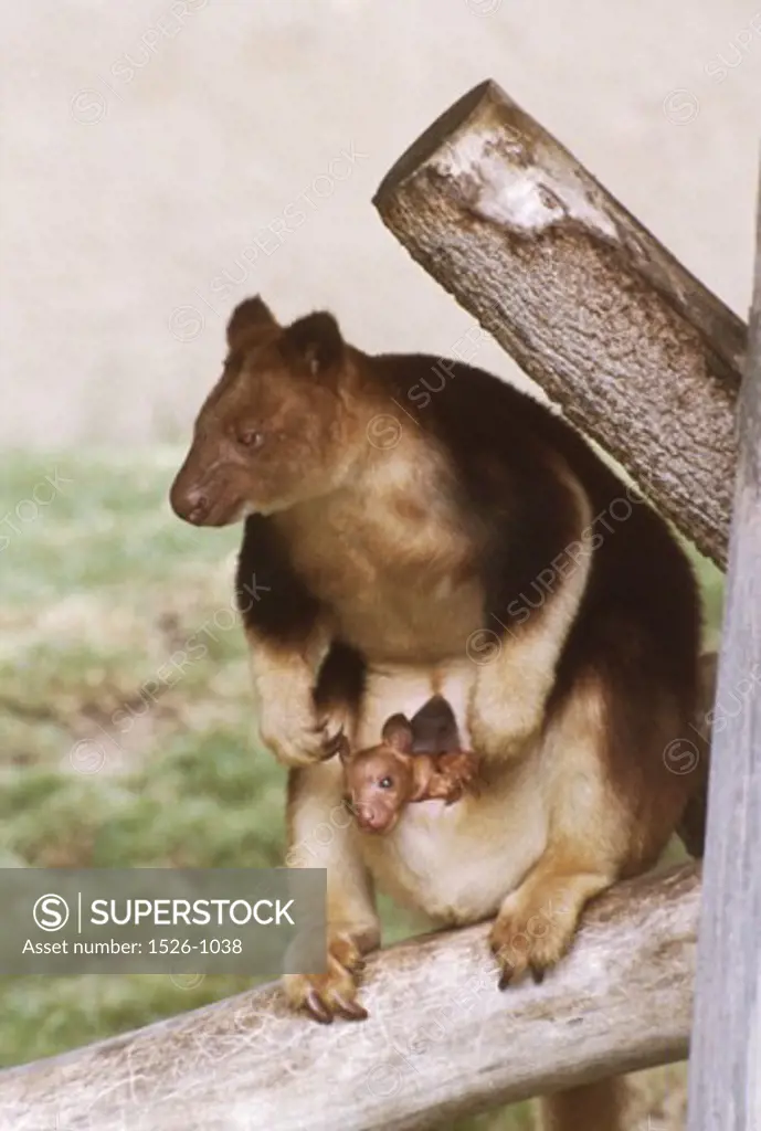 Close-up of a kangaroo sitting with its joey in its pouch