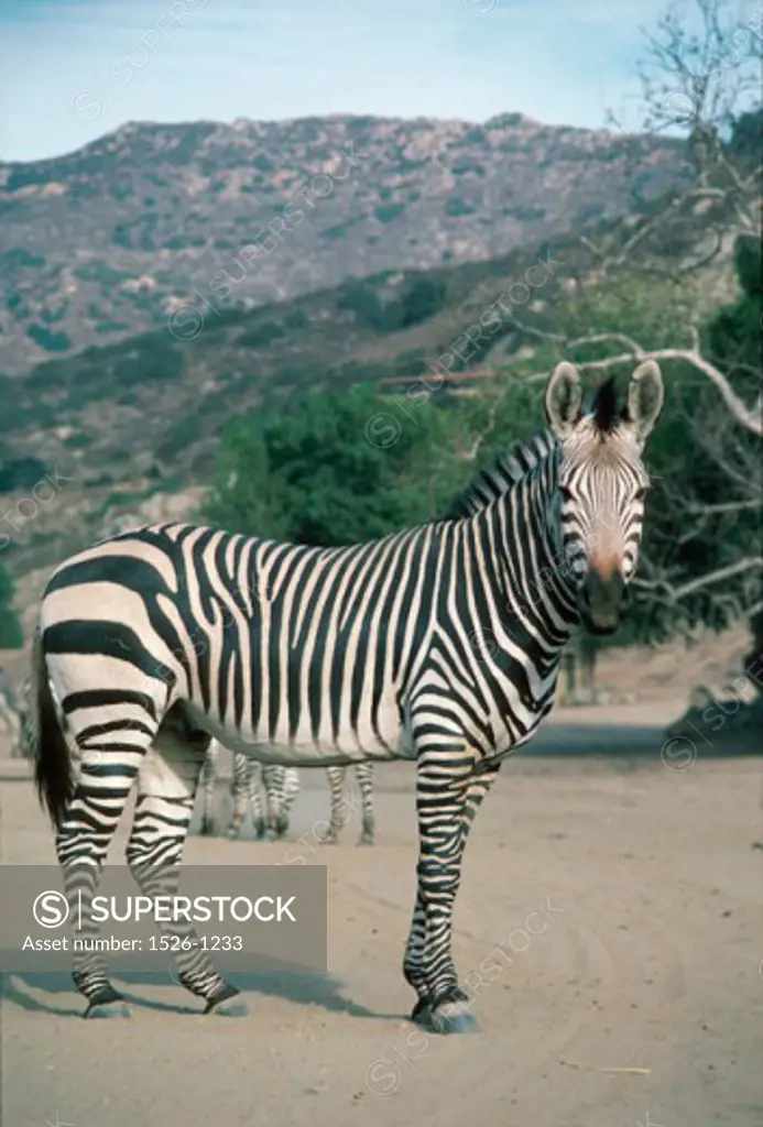 Side profile of a zebra standing in a forest