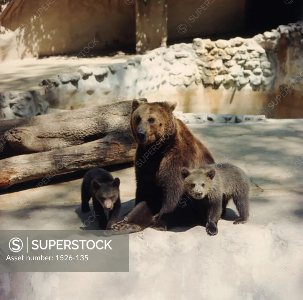 Eurasian Brown Bears