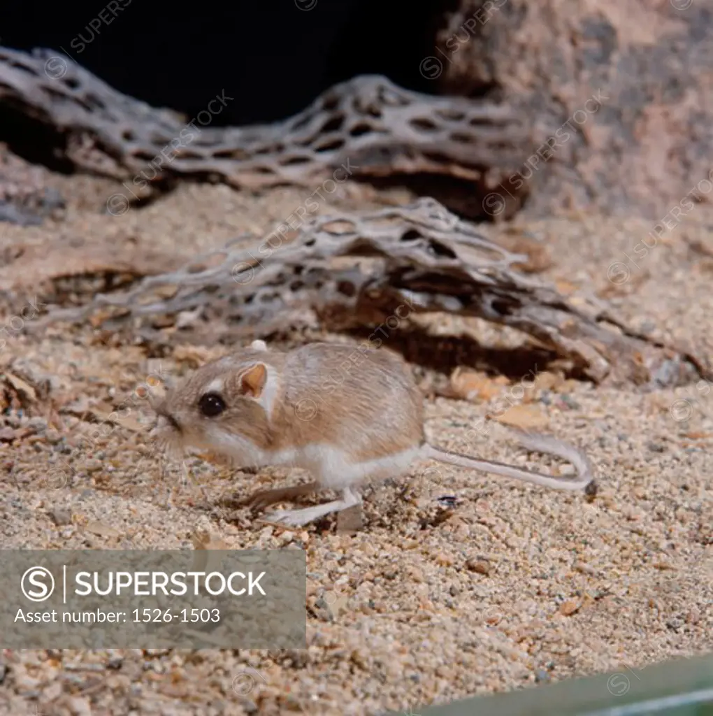Side profile of a Kangaroo Rat (Dipodomys)