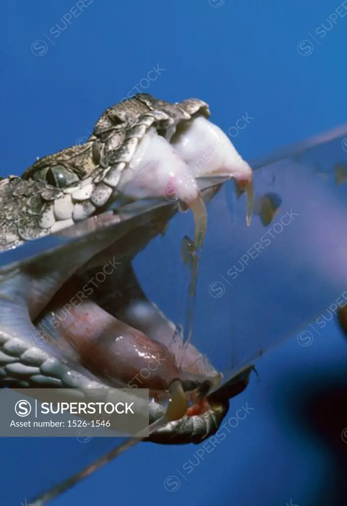 Close-up of milking a rattlesnake