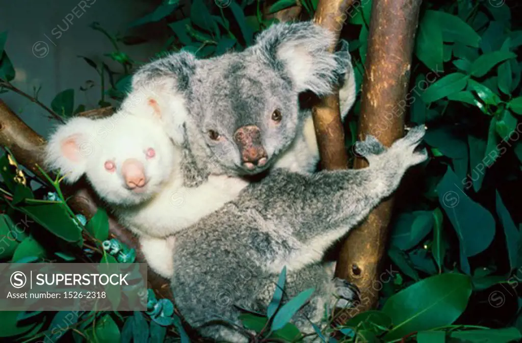 Close-up of a Koala Bear with its cub (Phascolarctos cinereus)