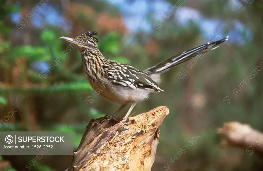 Close-up of a roadrunner perching on a tree stump (Geococcyx californianus)