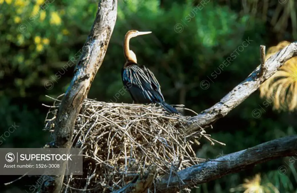 Close-up of a bird perching in its nest
