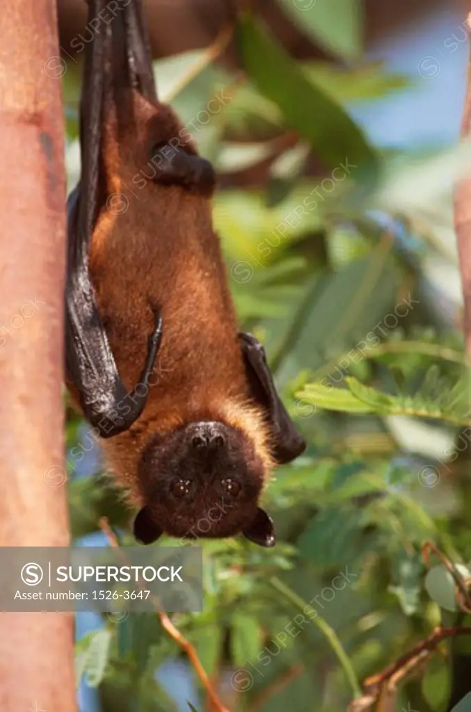 Close-up of a Bat on a tree