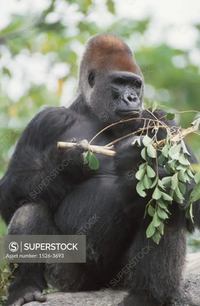 Close-up of a gorilla playing with a stick
