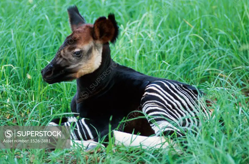 An Okapi lying in the grass