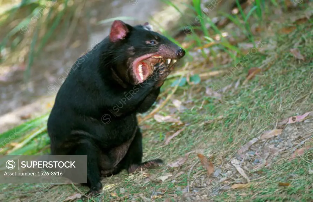 Side profile of a Tasmanian Devil yawning (Sarcophilius harrisii)
