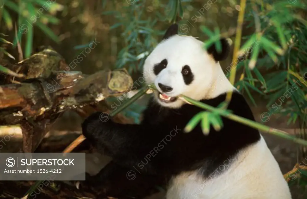 Close-up of a Giant Panda Bai Yun eating a plant in a zoo, San Diego Zoo, San Diego, California, USA