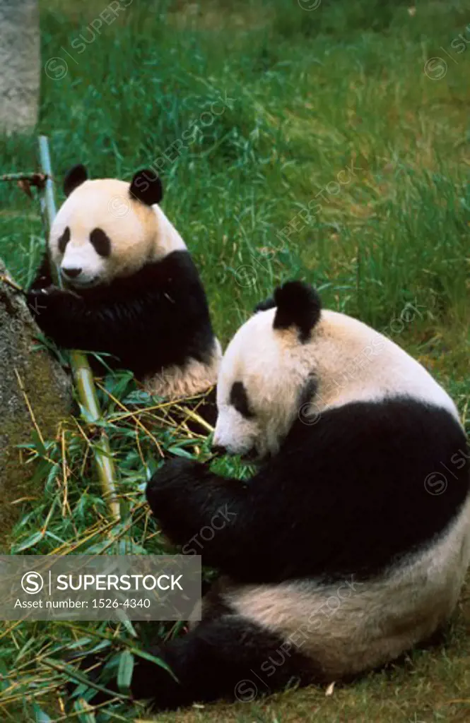 Two Giant Pandas sitting in a forest (Ailuropoda melanoleuca)
