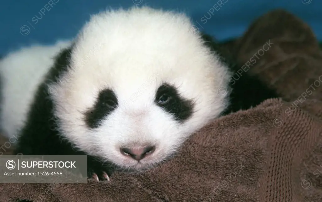 Close-up of a baby Giant Panda Hua Mei (9 1/2 Weeks Old), San Diego Zoo, San Diego, California, USA