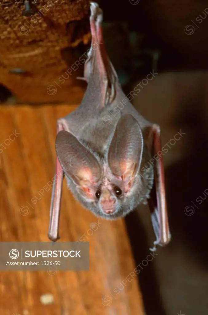 Close-up of a Bat hanging upside down