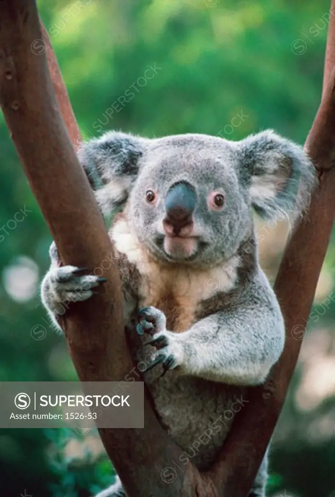 Close-up of a Koala Bear climbing on a branch (Phascolarctos cinereus)