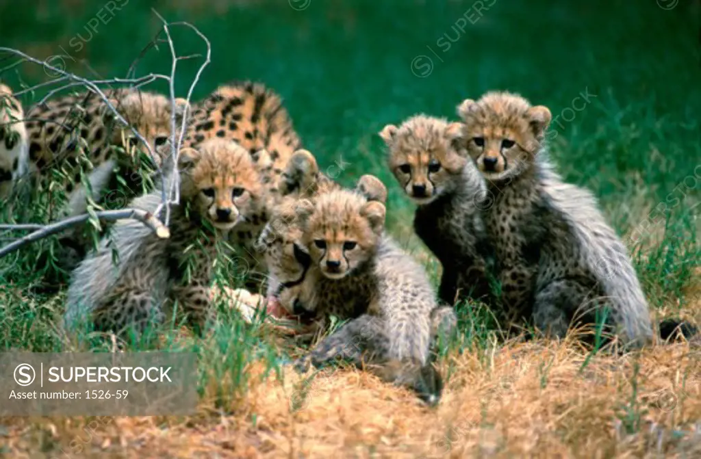 Cheetah with its five cubs in a field (Acinonyx jubatus)