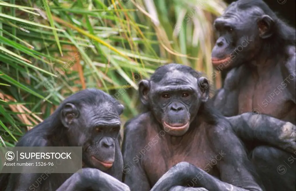 Close-up of three chimpanzees sitting together