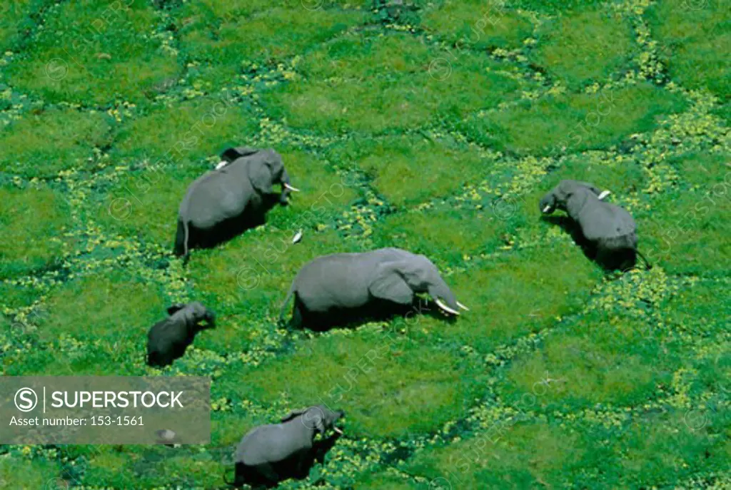 High angle view of a herd of elephants in a grassy field