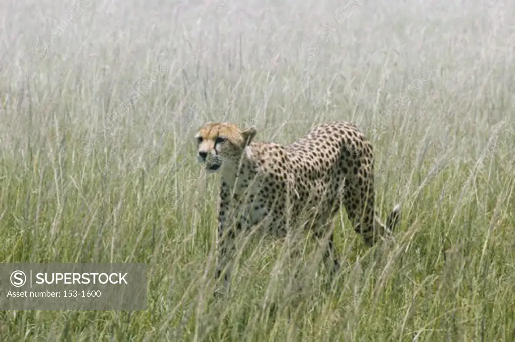 Cheetah prowling a field (Acinonyx jubatus)