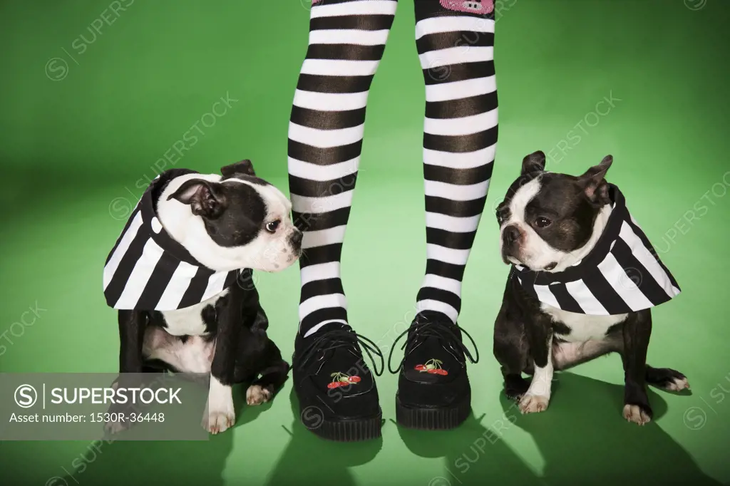 Low section of woman with stripped socks and two dogs