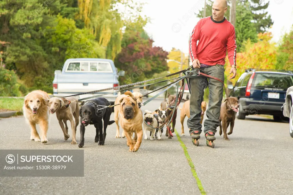 Man walking multiple dogs