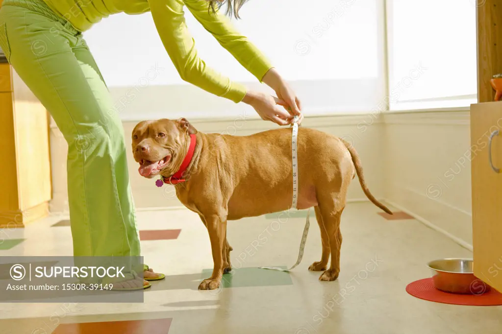 Woman measuring dogs belly with tape measure