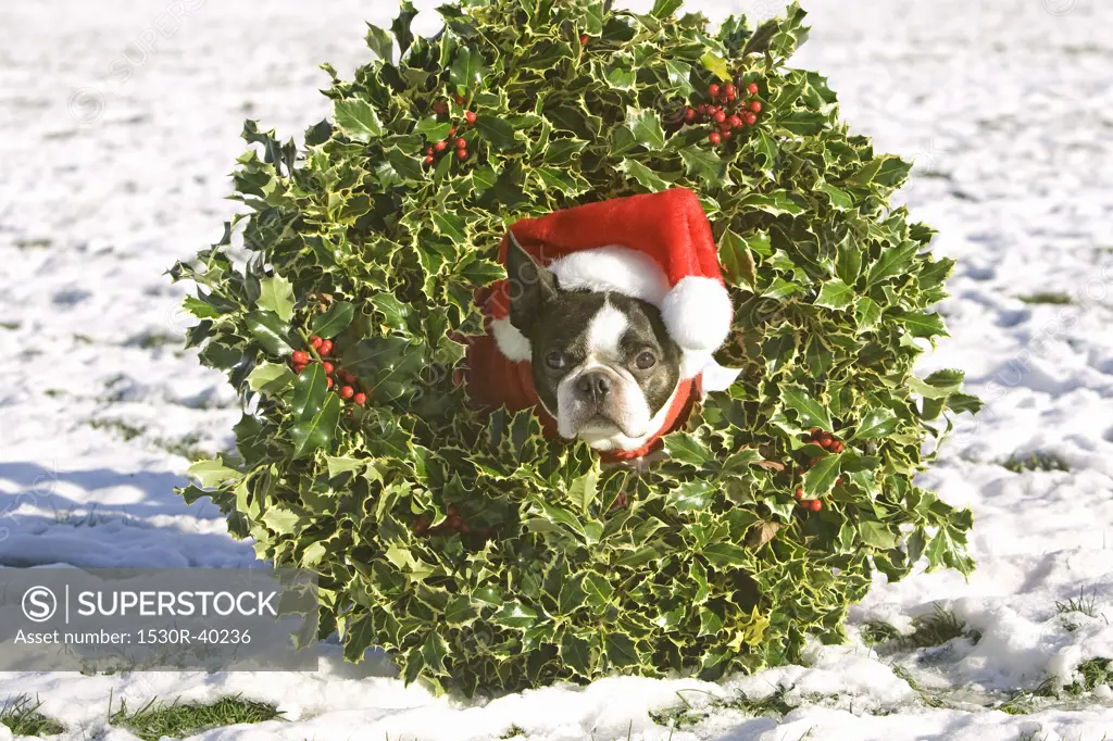 Boston Terrier dog wearing a Christmas wreath