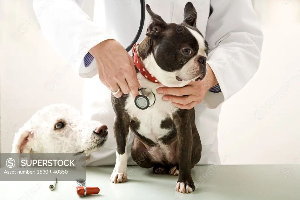 Veterinarian checking Boston Terrier dog with stethoscope