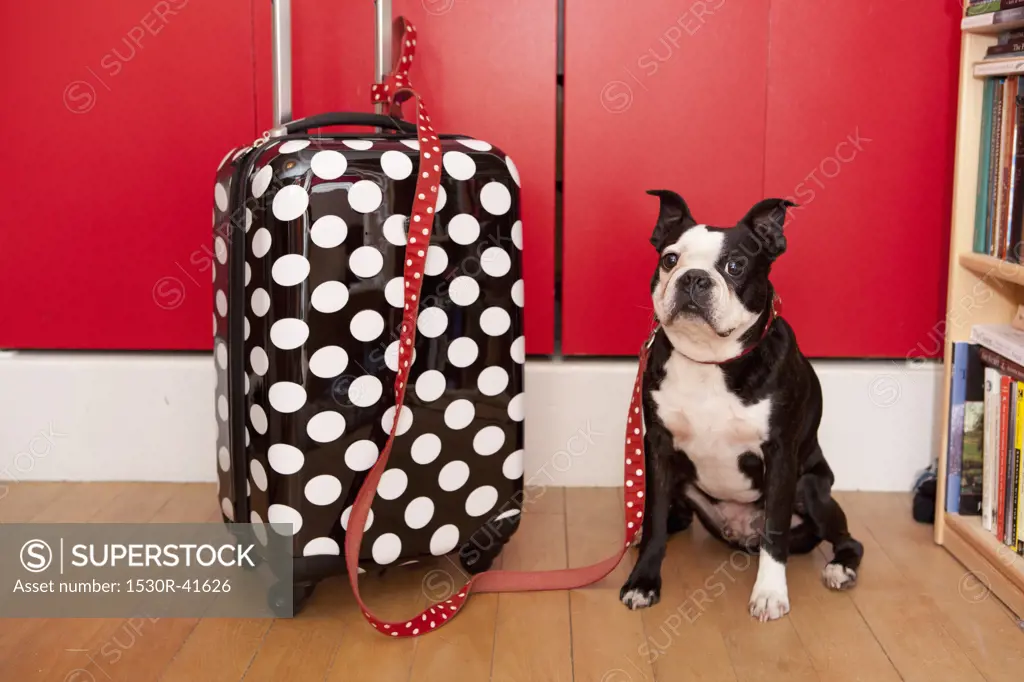 Polka dot suitcase and dog