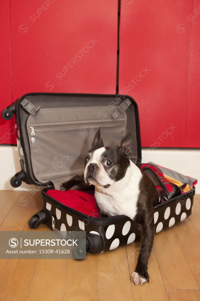 Polka dot suitcase and dog