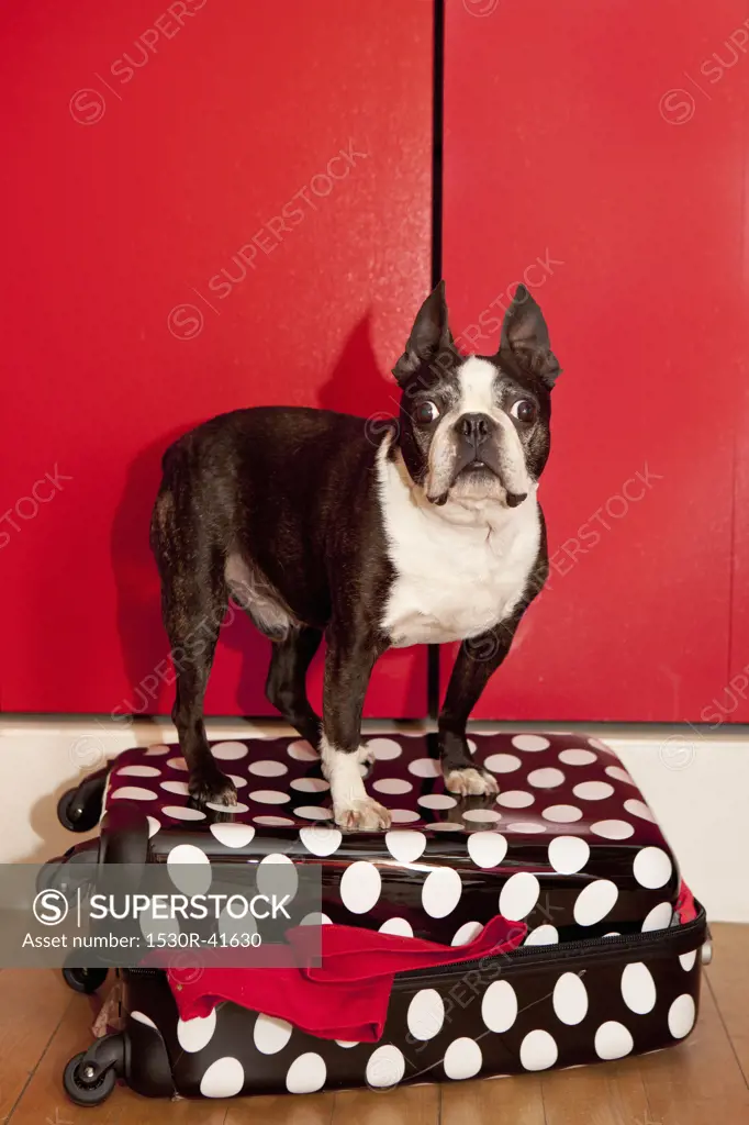 Dog standing on suitcase