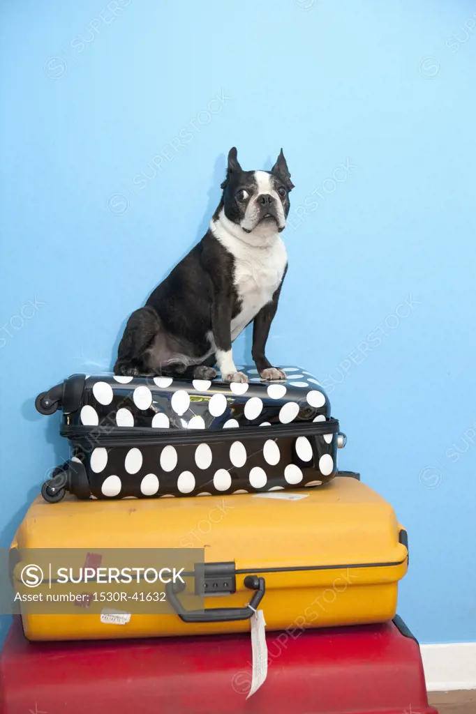Dog sitting on stacked suitcases