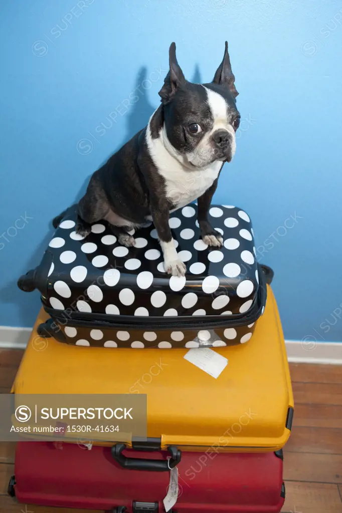 Dog sitting on stacked suitcases