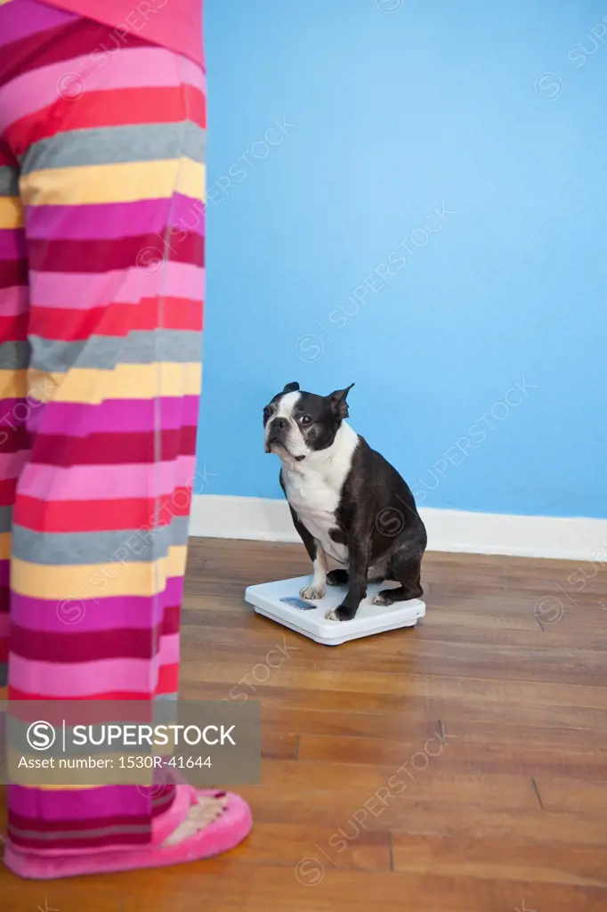 Woman looking at dog sitting on scales