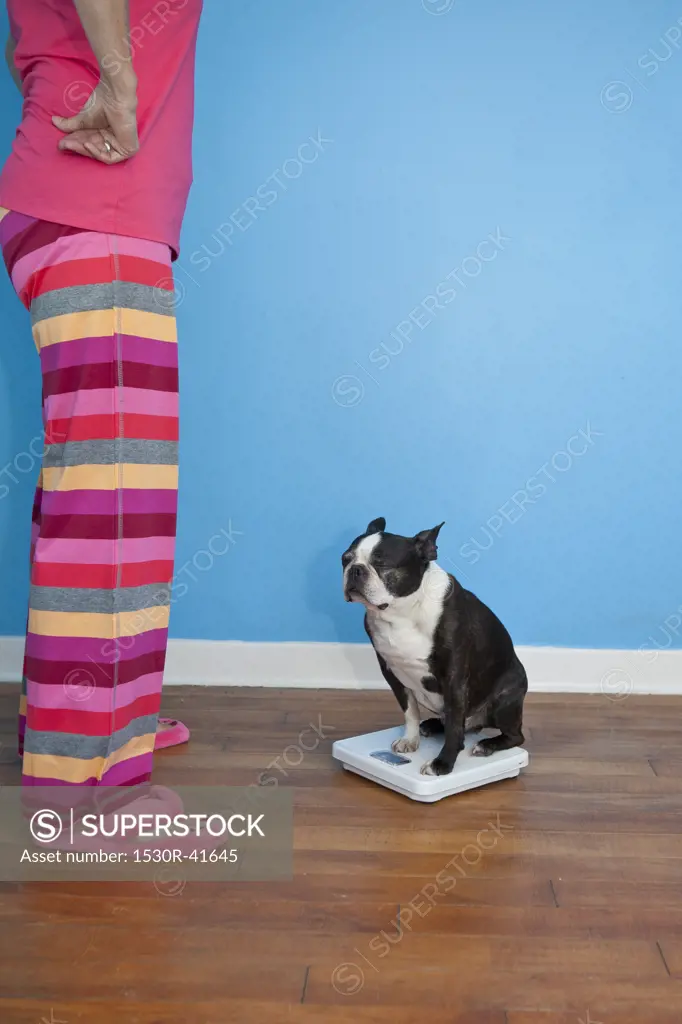 Woman looking at dog sitting on scales