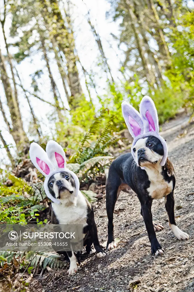 Dogs wearing bunny ears